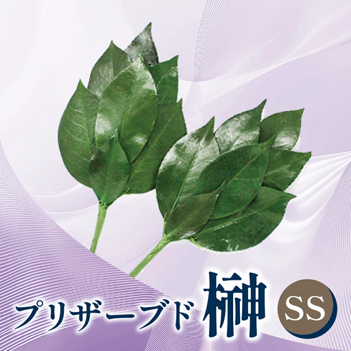 プリザーブド 榊 SSサイズ（1対 2束）【天然 国産 サカキ 神棚 神具 祭壇 玉串 神事 仏壇 仏花 お供え お墓 お盆 お彼岸 新盆 祭 水かえ不要 枯れない プリザーブドフラワー】