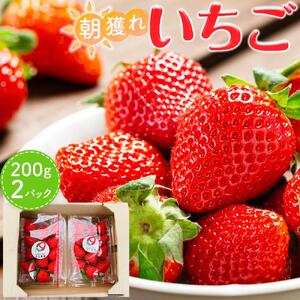 あいのまち相生市産　朝獲れいちご　200g×2パック｜【いちご・イチゴ・苺・フルーツ・朝獲れいちご・農園いちご・産地直送いちご・兵庫いちご・相生いちご・国産いちご・新鮮いちご・採れたていちご】