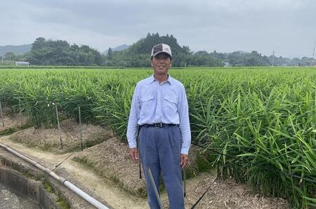 ジンジャーチップス３種セット×２（計６袋）