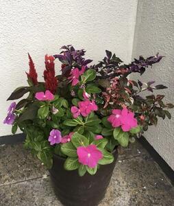 相生から季節のお花の寄植