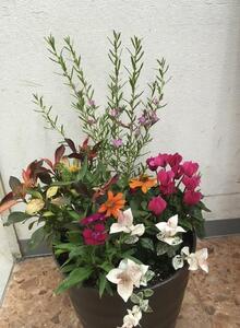 相生から季節のお花の寄植