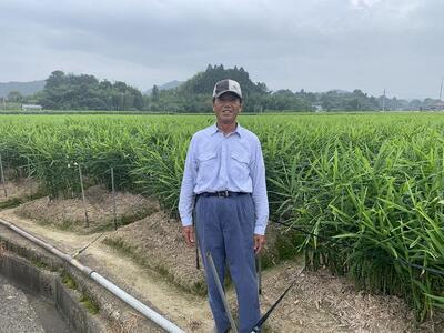 生姜を食べるジェラート10個セット