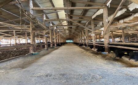 新ブランド牛！「はりま姫牛」切り落とし600g（200g×3パック）