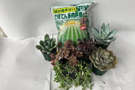 「多肉植物」５～７ポットと「根が傷まない多肉植物の土」２リットル