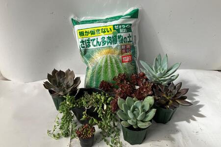 多肉農家さんが作りました】多肉植物の土 30リットル - インテリア小物