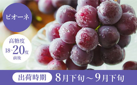 【2026年先行予約】数量限定 訳あり 豊岡ぶどう「ピオーネ」 約300g×2パック ／ ぴおーね ブドウ 葡萄 訳ありぶどう 大粒 強い甘み 爽やかな酸味 新鮮 果物 産地直送 くだもの フルーツ 上品 香り