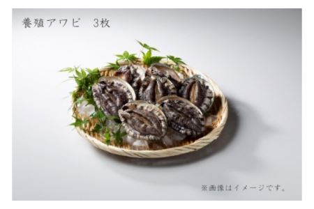 養殖アワビ 3枚(300g~360g)