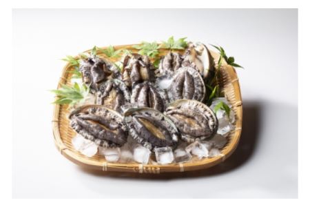 養殖アワビ 3枚 300g 360g 兵庫県豊岡市 ふるさと納税サイト ふるなび