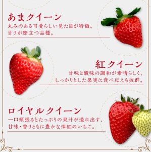 はたやのいちご 食べ比べセット（ ふるさと納税いちご/イチゴ/苺/高級 