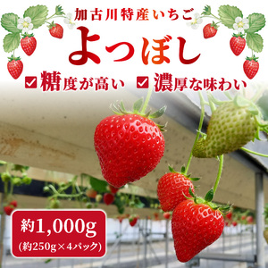 兵庫加古川(小林農園)特産いちご 4パック[1月中旬より順次発送]《 苺 いちご 期間限定 よつぼし フルーツ 果物 》【2401C09502】