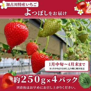 兵庫加古川(小林農園)特産いちご 4パック[1月中旬より順次発送]《 苺 いちご 期間限定 よつぼし フルーツ 果物 》【2401C09502】