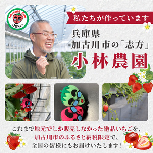 兵庫加古川(小林農園)特産いちご 4パック[1月中旬より順次発送]《 苺 いちご 期間限定 よつぼし フルーツ 果物 》【2401C09502】