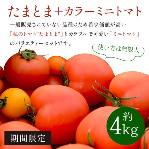 【限定出荷】"たまとま"＋カラーミニトマト(約4kg)《 野菜 トマト ミニトマト カラートマト 期間限定 送料無料 おすすめ 美味しい セット とまと ふるさと納税 》