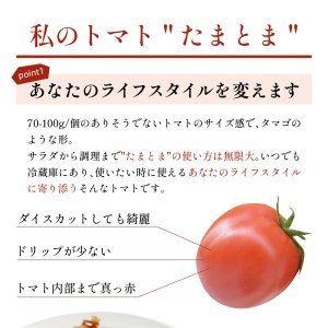 【限定出荷】"たまとま"＋カラーミニトマト(約4kg)《 野菜 トマト ミニトマト カラートマト 期間限定 送料無料 おすすめ 美味しい セット とまと ふるさと納税 》