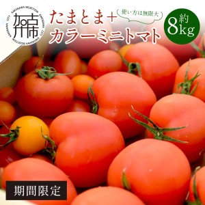 【限定出荷】"たまとま"+カラーミニトマト(約8kg)《 野菜 トマト ミニトマト カラートマト 期間限定 送料無料 おすすめ 美味しい セット とまと ふるさと納税 》【2403C12102】