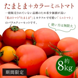 【限定出荷】"たまとま"+カラーミニトマト(約8kg)《 野菜 トマト ミニトマト カラートマト 期間限定 送料無料 おすすめ 美味しい セット とまと ふるさと納税 》【2403C12102】