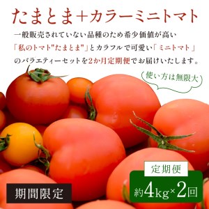 【限定出荷】"たまとま"＋カラーミニトマト(約4kg)[定期便2回]《 野菜 トマト ミニトマト カラートマト 定期 定期便 2回 送料無料 おすすめ 美味しい セット とまと ふるさと納税 》【2403C12103】