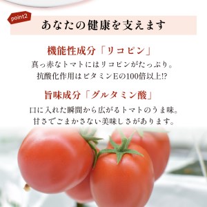 【限定出荷】"たまとま"＋カラーミニトマト(約4kg)[定期便2回]《 野菜 トマト ミニトマト カラートマト 定期 定期便 2回 送料無料 おすすめ 美味しい セット とまと ふるさと納税 》【2403C12103】