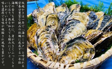 牡蠣 生食用 坂越かき 殻付き 20～25個 昭和水産 [ 生牡蠣 真牡蠣 かき カキ 冬牡蠣 ]