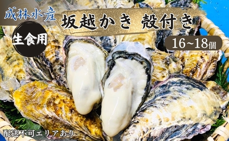 牡蠣 生食用 坂越かき 殻付き 16～18個 成林水産 [ 生牡蠣 真牡蠣 かき カキ 冬牡蠣 ]