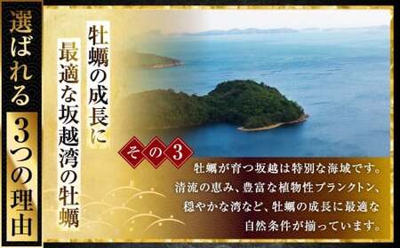 坂越かき むき身 約500g×1パック【2026年1月上旬～2026年3月下旬頃発送予定】／ 牡蠣 かき カキ オイスター サムライオイスター 生牡蠣 魚介 貝 海産物 生食 パック 兵庫県 赤穂市