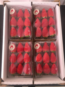 《2026年産先行予約》令和8年3月上旬配送分「西脇市産 佐藤果実工房のよつぼし」(約270g×4パック 約1,080g)【佐藤果実工房 全国いちご選手権銀賞受賞農園 TVで紹介!】(12-42)