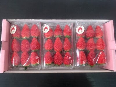 《2026年産先行予約》「西脇市産 旬のいちご３品種食べ比べセット」（1箱３パック）【佐藤果実工房 全国いちご選手権銀賞受賞農園 TVで紹介!】令和８年３月下旬配送分（09-38）