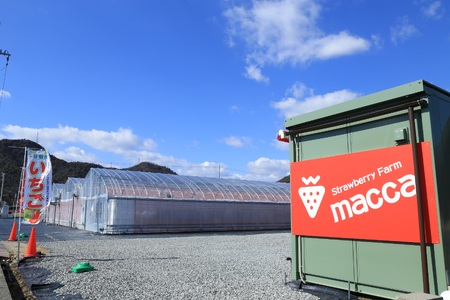 「ひょうご推奨ブランド」認証「西脇市産いちご4種セット」(1箱4パック)~いちご畑macca~(11-47) 令和8年1月上旬配送分