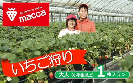 いちご畑maccaで使えるいちご狩りチケット （小学生以上１名）【利用期間：令和８年２月上旬～】10-110