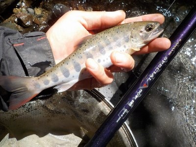 103-2サンテック【日本製・渓流竿】 GM 源流行 超小継 53R ｜兵庫県