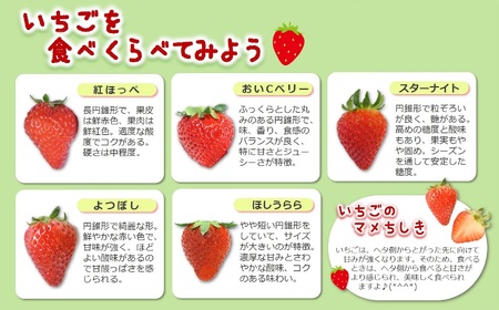 「ひょうご推奨ブランド」認証「西脇市産いちご４種セット」（1箱4パック）～いちご畑macca～（11-47） 令和８年２月下旬配送分