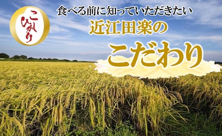 新米 コシヒカリ 5kg 白米【10営業日以内発送】令和７年産 14.5-1