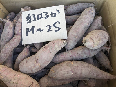 年末限定【訳あり】超熟成蜜芋 土付きふそろいさつまいも「こいもあまいも」2S~Mサイズ 合計8kg(05-64)