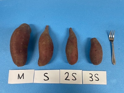 年末限定【訳あり】超熟成蜜芋 土付きふそろいさつまいも「こいもあまいも」2S~Mサイズ 合計8kg(05-64)