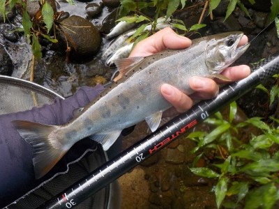 サンテック FIELD MASTER 粋渓 RC攻硬調62｜鮎釣、渓流釣り 鮎竿