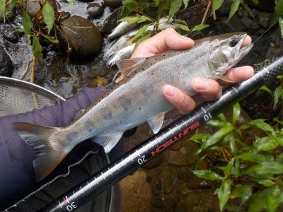 77-1【日本製・渓流竿】サンテック FM-X 渓流 超硬 45 | 兵庫県西脇市