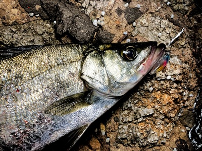 10-49 BREADEN メバルルアー「13-NUT」セット(3個)