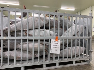 【瞬間冷凍で鮮度キープ】天然メバチマグロ 希少部位 ハラモ 切り落とし（腹身） 約1kg （500g×2P） まぐろ 鮪（16-10）