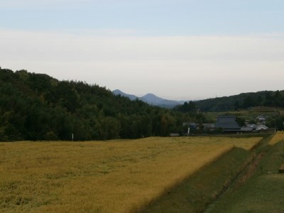 【定期便】 芳醇、吟香る山田錦入りビール「吟米麦酒」5本セット「3回お届け」【北海道・沖縄・離島　配送不可】