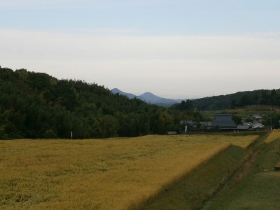 【定期便】芳醇、吟香る山田錦入りビール「吟米麦酒」11本セット「3回お届け」【北海道・沖縄・離島 配送不可】