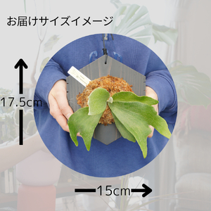 ビカクシダ ネザーランド 六角板付