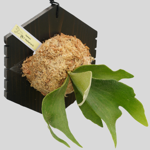 ビカクシダ ネザーランド 六角板付