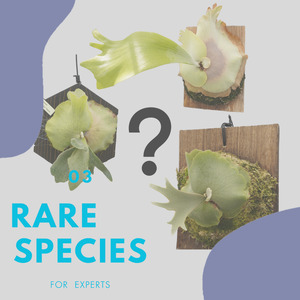 レア品種 ビカクシダ板付（ランダムセレクト）