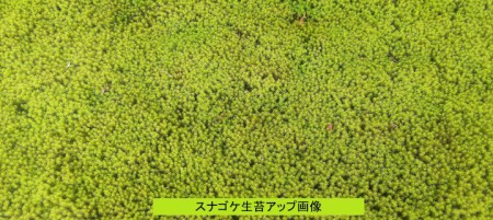 B-168 スナゴケ生苔6シート1セット【北海道・沖縄・離島　配送不可】