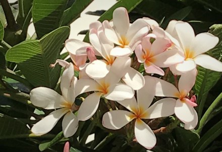 【楽園のコーヒー】ハワイ・モロカイとブルーマウンテン各75g（豆のまま）