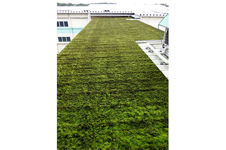 スナゴケプレート　９枚１組