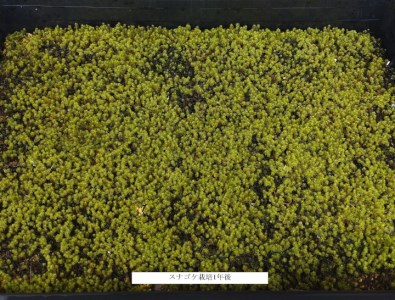 【北海道・東北地方・沖縄・離島 配送不可】スナゴケ栽培キット1セット