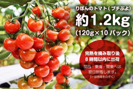 M-68 艶々でピッカピカ！りぼんのトマト（プチぷよ）約1.2キロ【北海道・沖縄・離島　配送不可】