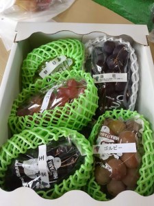 【2026年先行受付】エコファーマー生産！旬のぶどうの詰合せ3kg【北海道・沖縄・離島　配送不可】