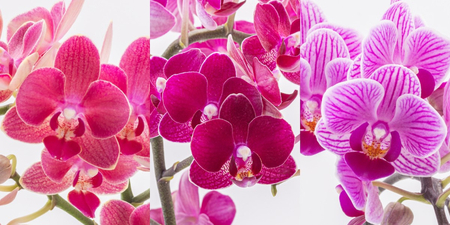 三木市で育てた大和ハウスのミニ胡蝶蘭 COCOLAN ベーシック(1本立ち) 【お花の色お任せ】